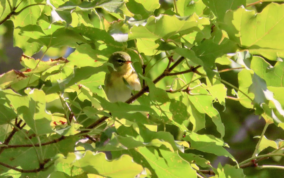 Parula Norteña - ML641830672