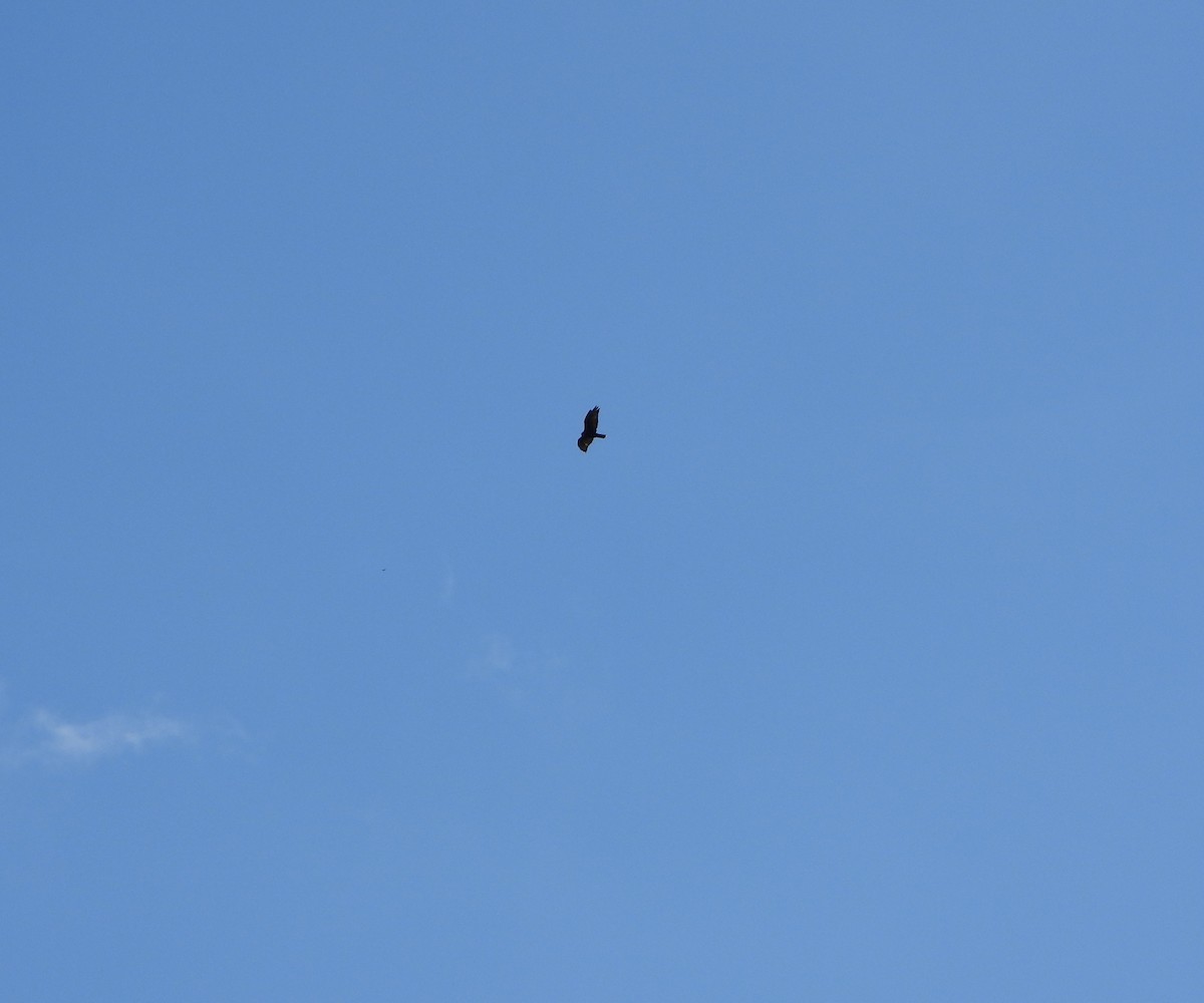 Zone-tailed Hawk - ML641830673