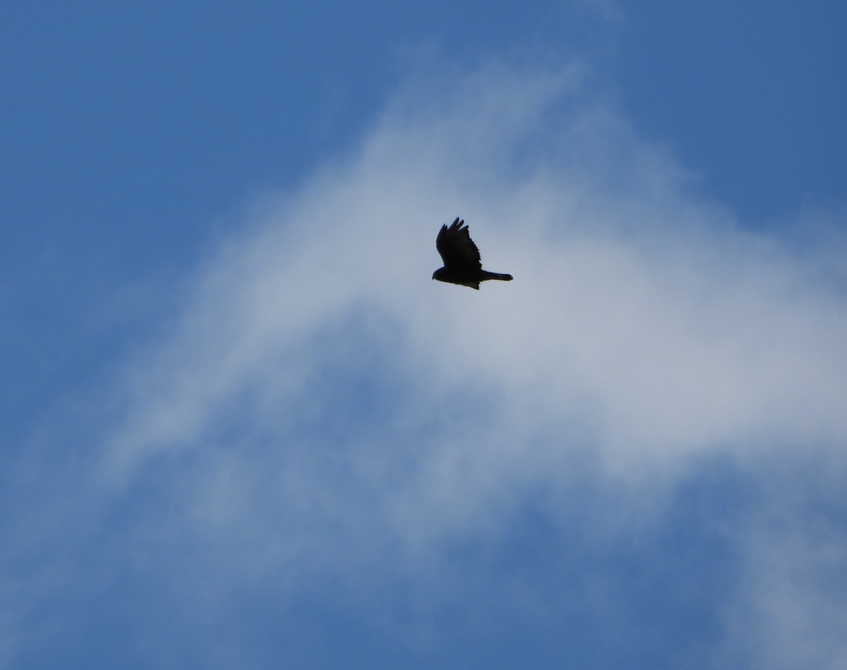 Zone-tailed Hawk - ML641830674