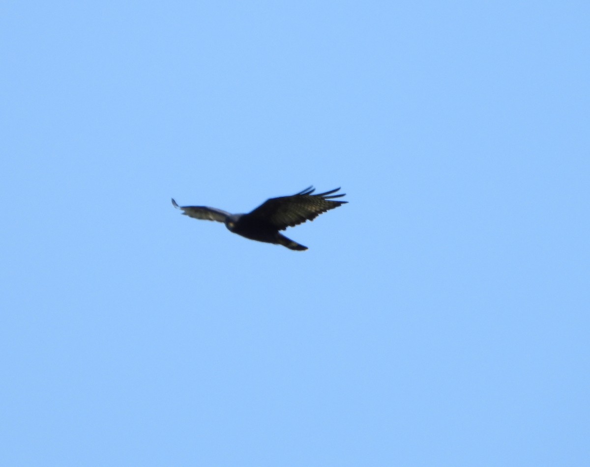 Zone-tailed Hawk - ML641830675