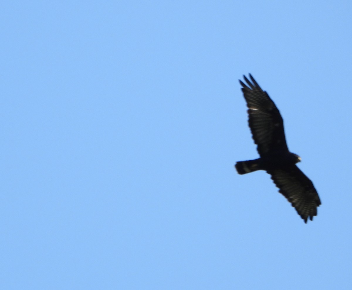 Zone-tailed Hawk - ML641830676