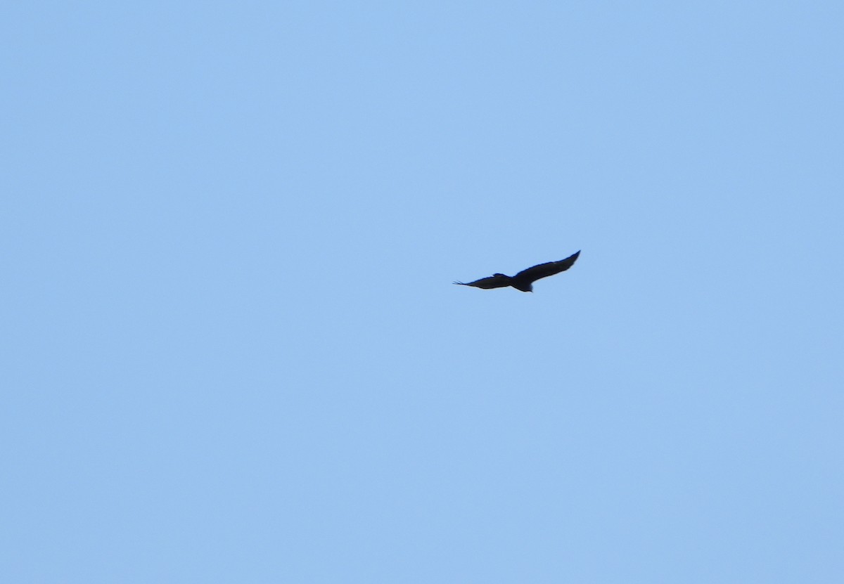 Zone-tailed Hawk - ML641830677