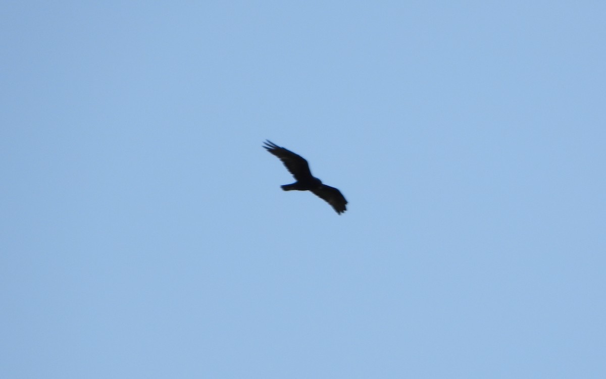 Zone-tailed Hawk - ML641830678