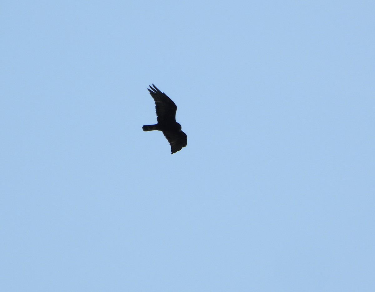 Zone-tailed Hawk - ML641830679