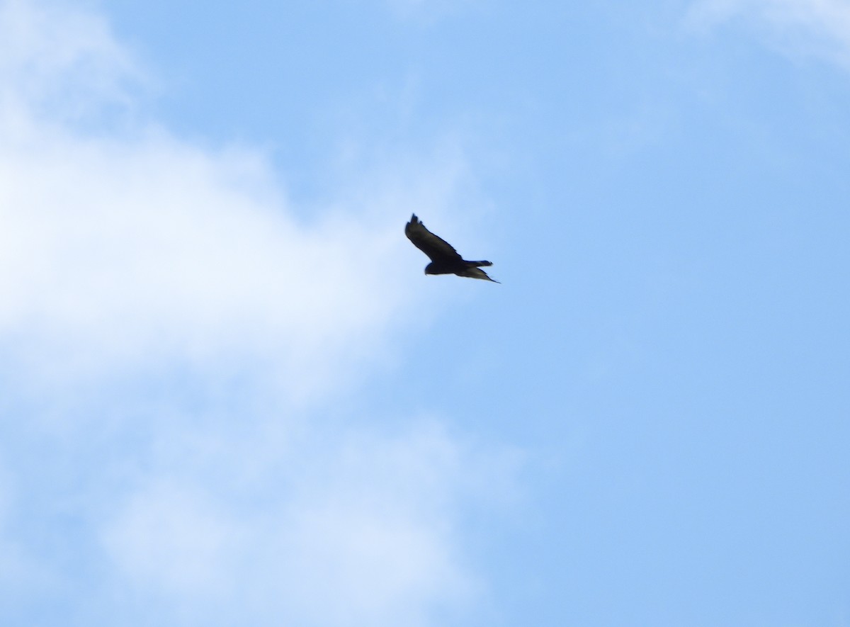 Zone-tailed Hawk - ML641830680