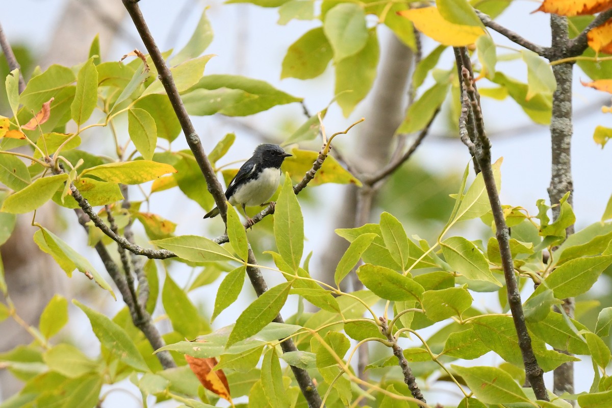 Black-throated Blue Warbler - ML641830684