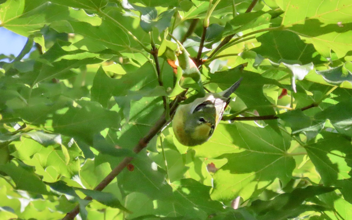 Parula Norteña - ML641830689