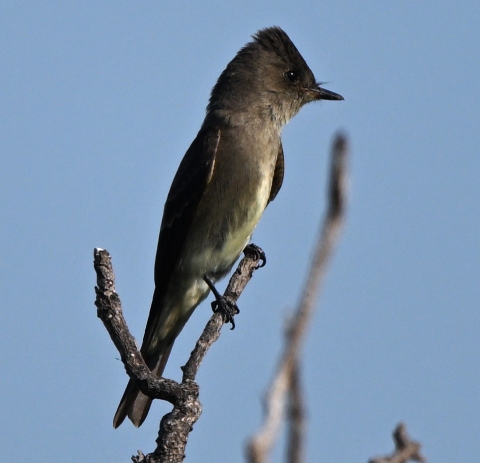 jakkepivi - ML641830693
