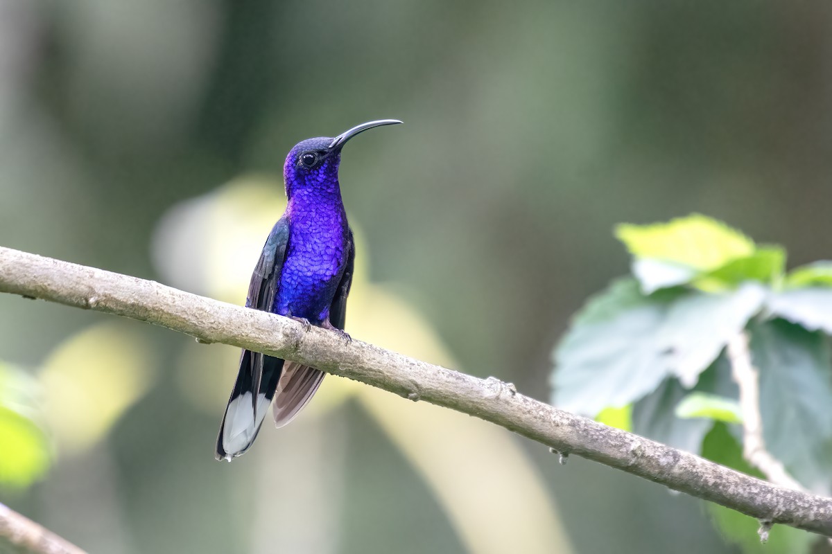Violet Sabrewing - ML641830697