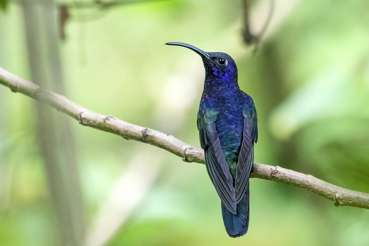Violet Sabrewing - ML641830698