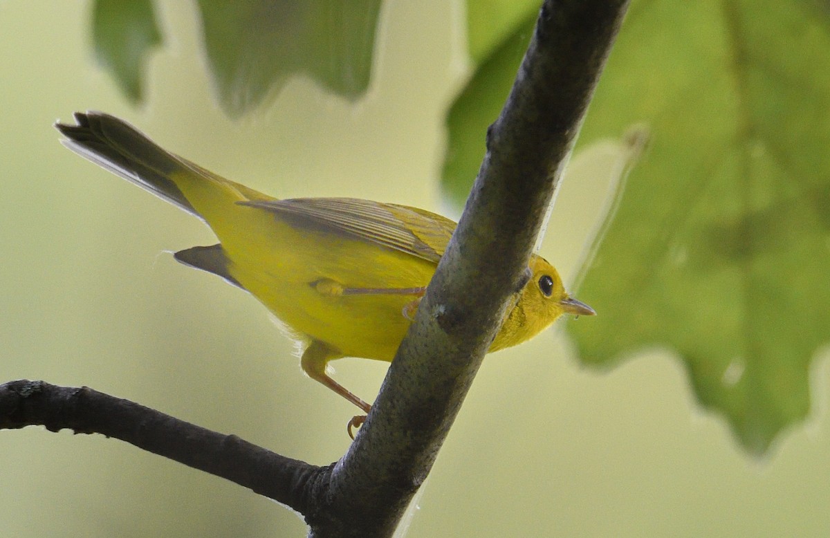 kalottparula - ML641830704