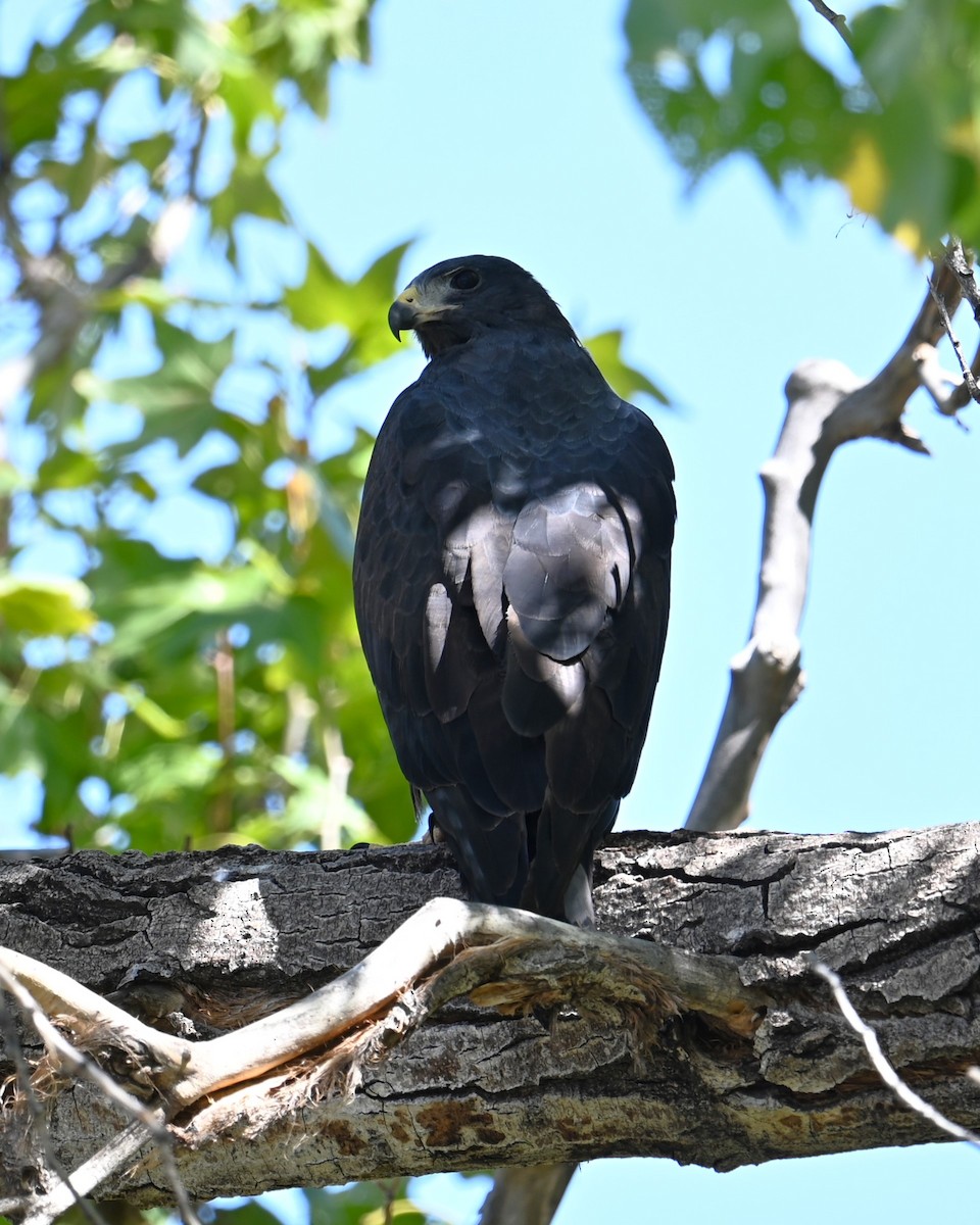 Zone-tailed Hawk - ML641830706