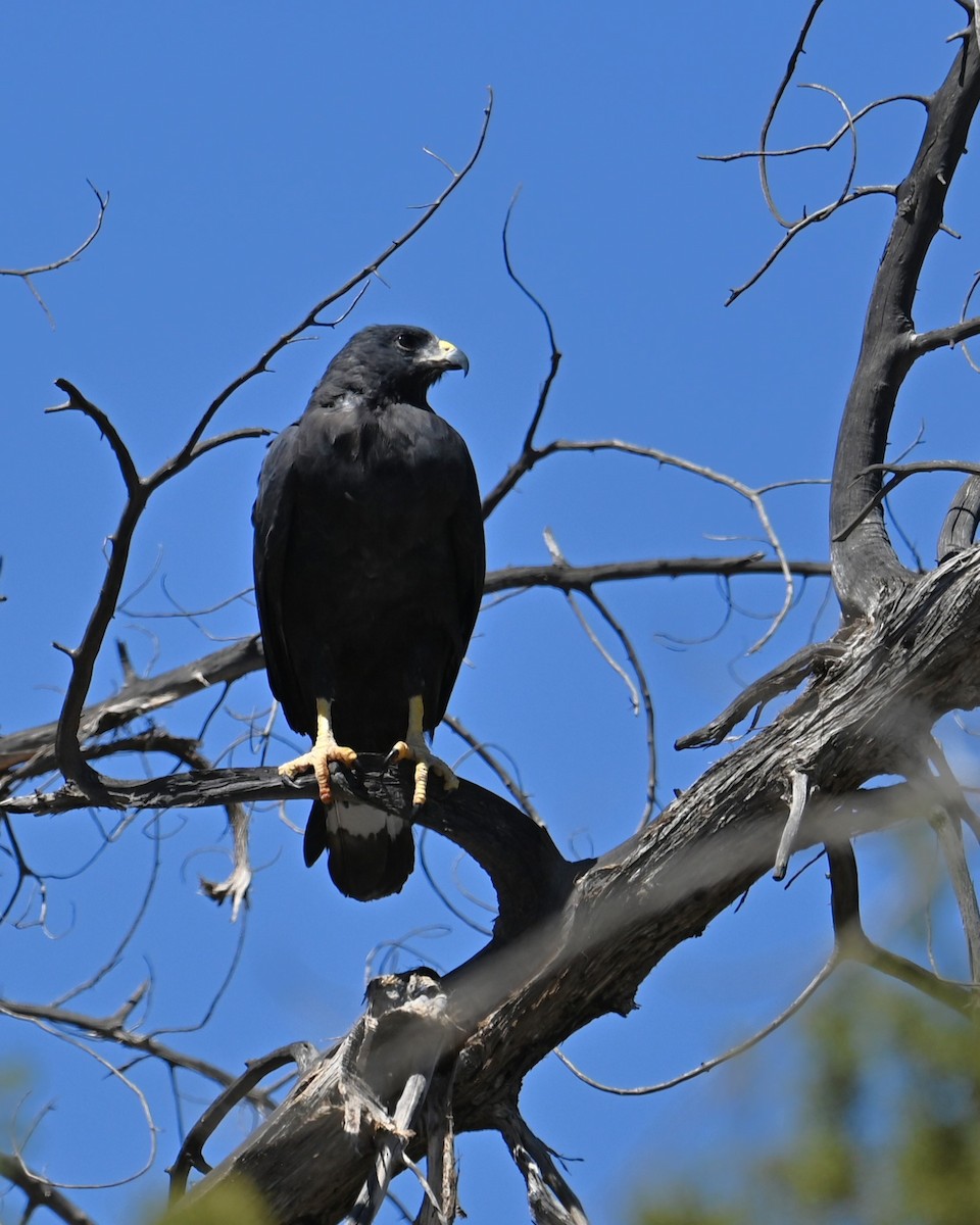 Zone-tailed Hawk - ML641830707