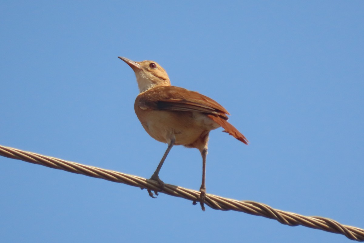 Rufous Hornero - ML641830719