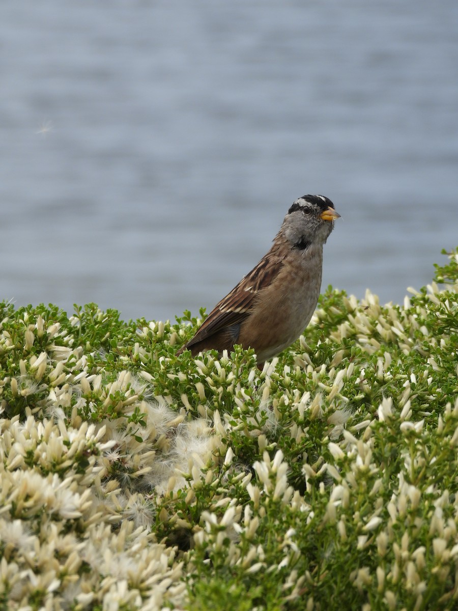 White-crowned Sparrow - ML641830722