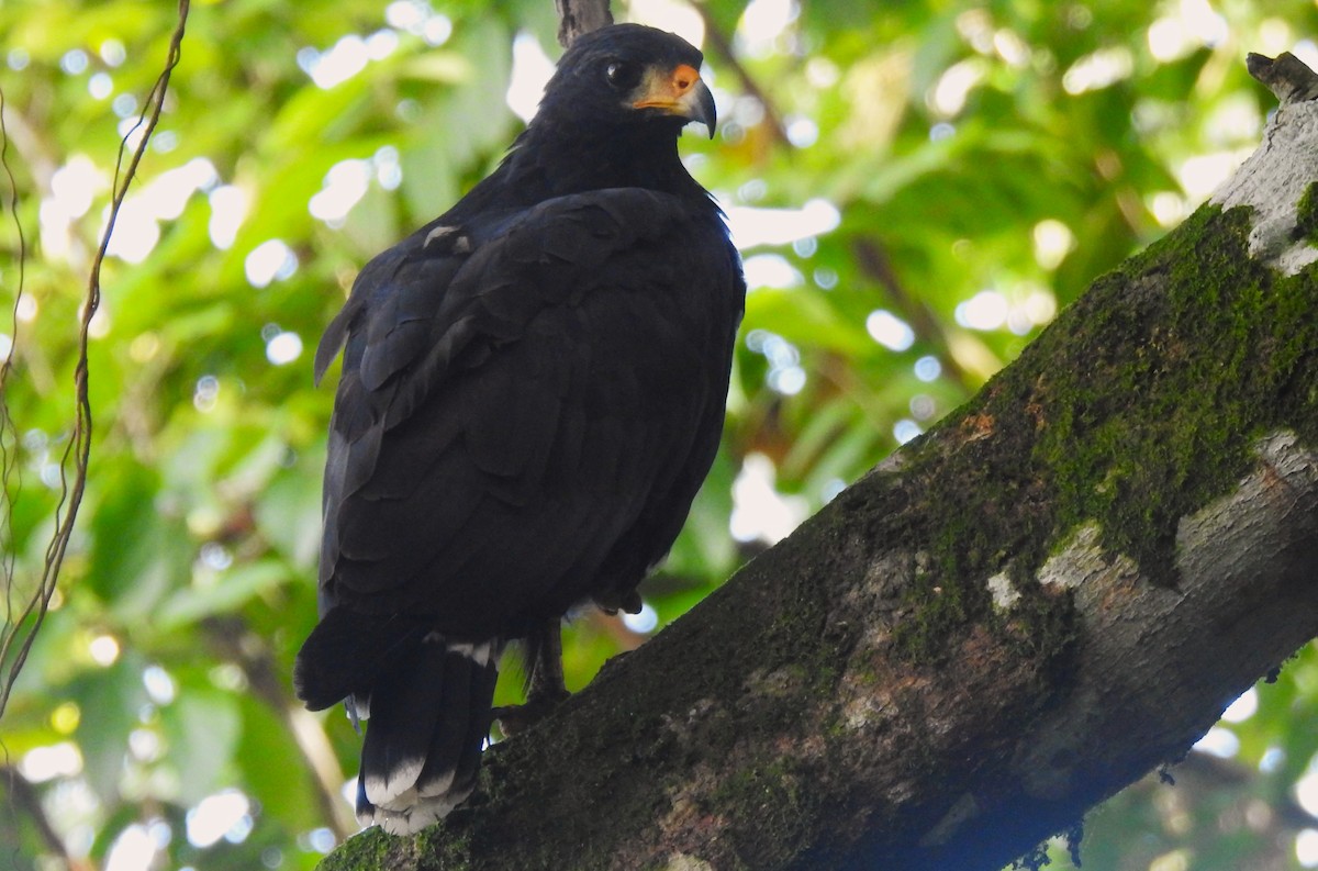 Common Black Hawk - ML641830728