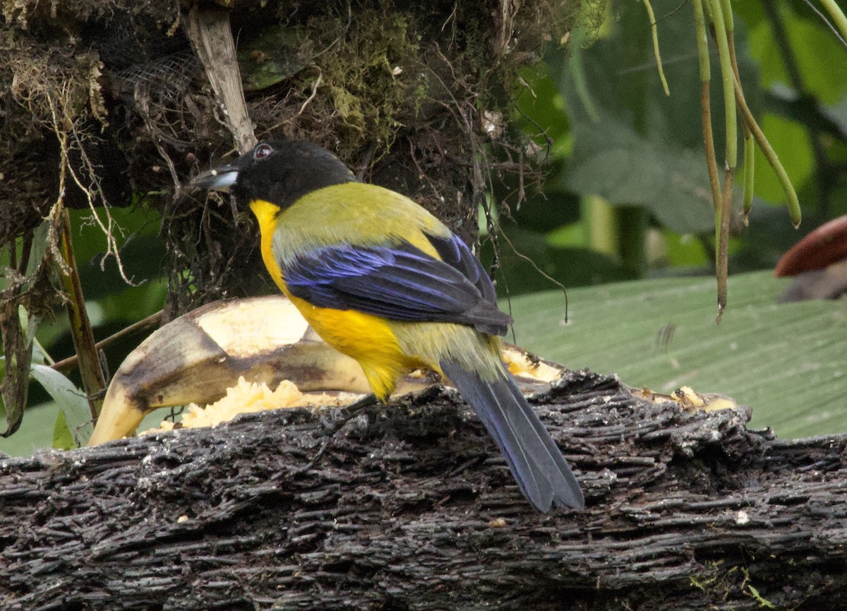 Black-chinned Mountain Tanager - ML641830735