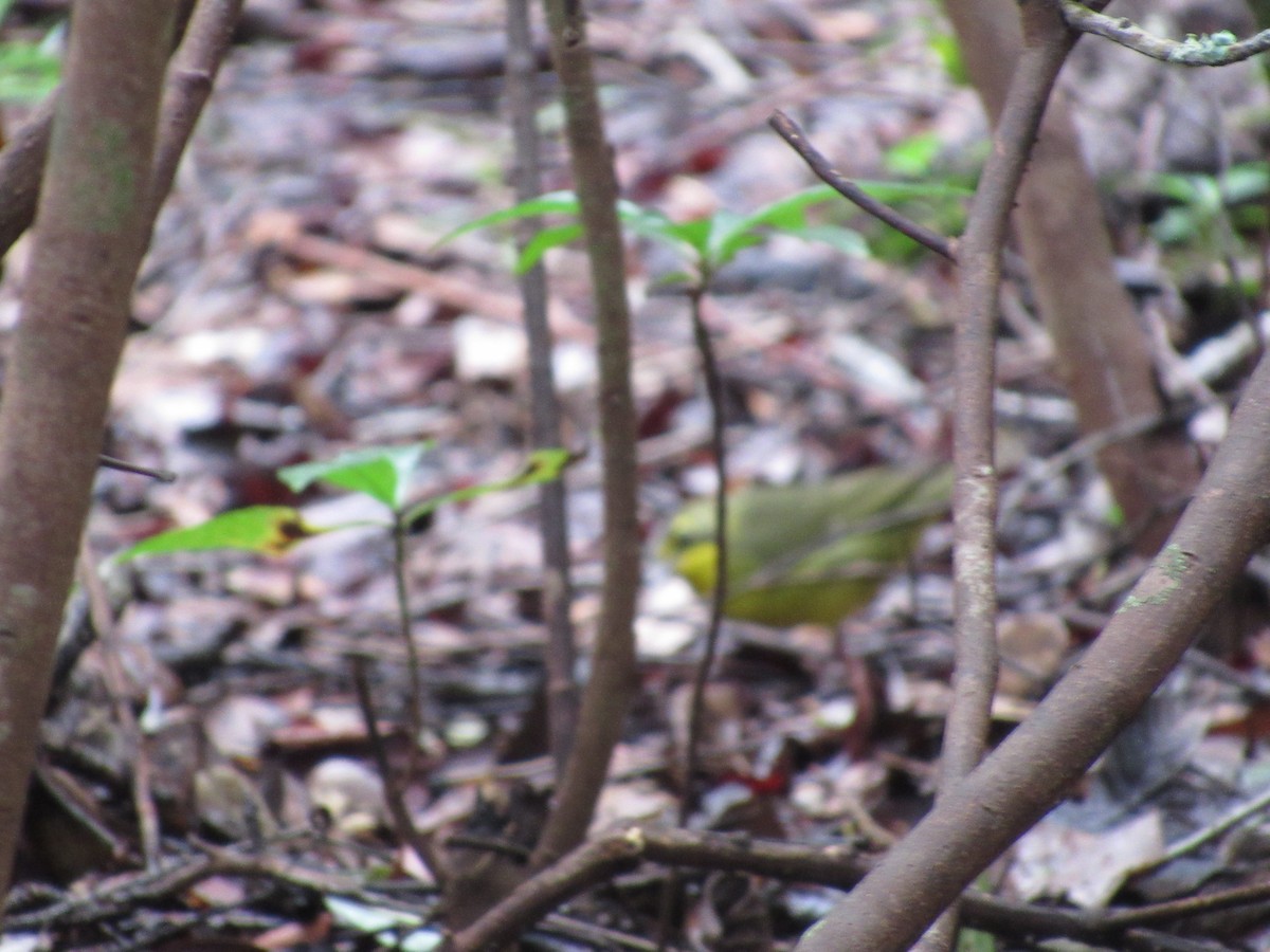 Kentucky Warbler - ML641830739
