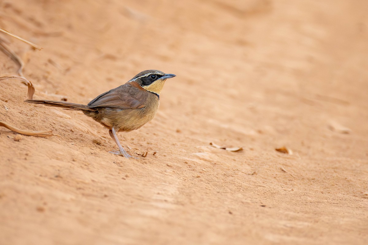 cerradomånesmett (torquata/rufescens) - ML641830741