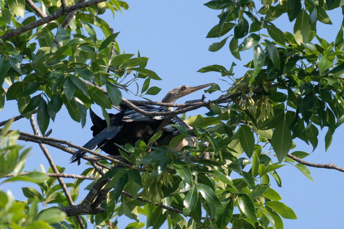 Anhinga - ML641830745