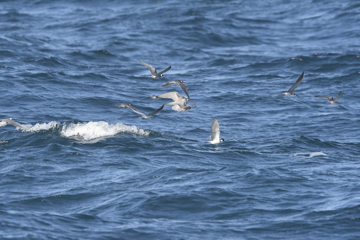 Black Tern - ML641830752