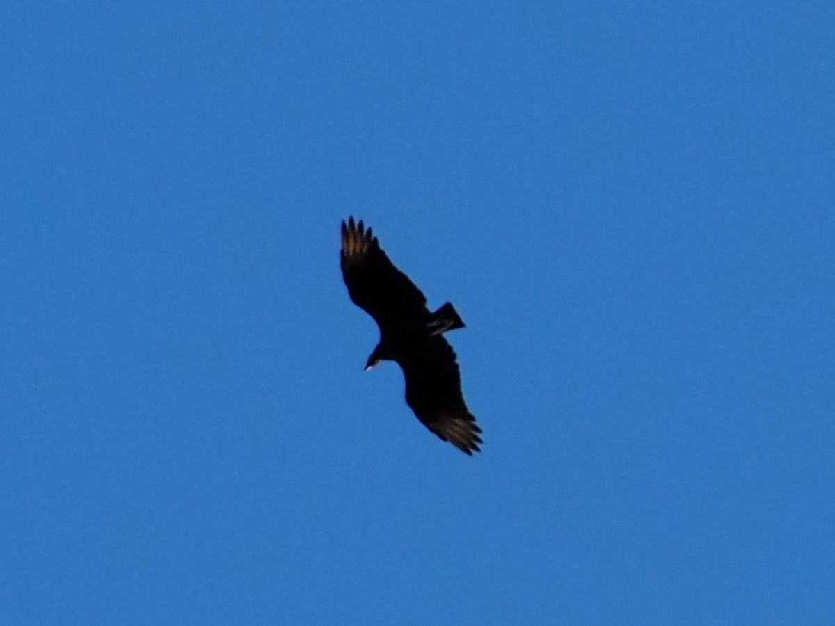 Black Vulture - ML641830763