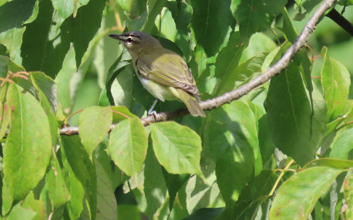 Vireo Ojirrojo - ML641830806