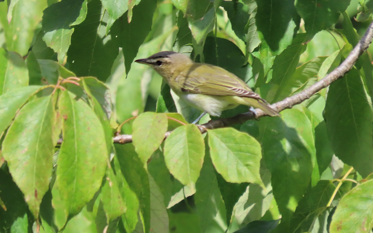 Vireo Ojirrojo - ML641830811
