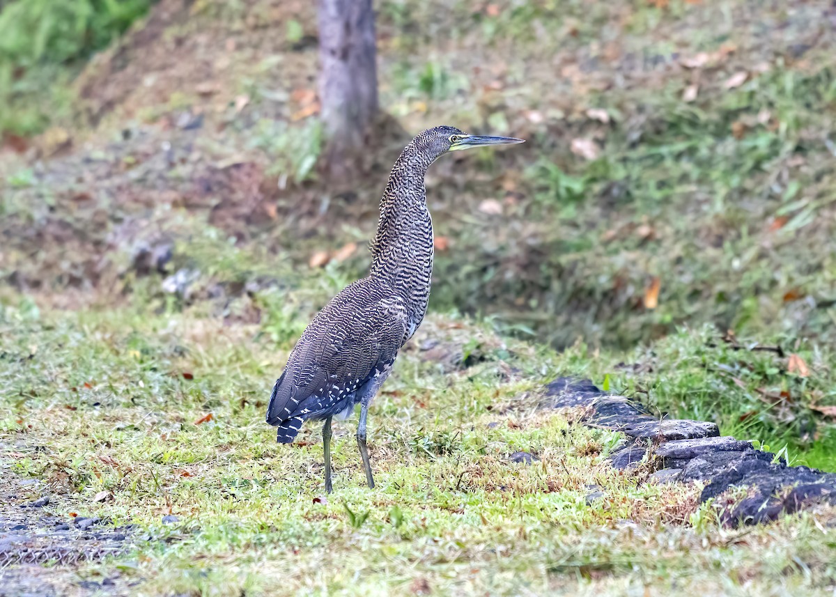 Bare-throated Tiger-Heron - ML641830814