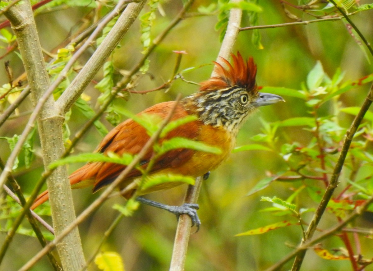 Barred Antshrike - ML641830816