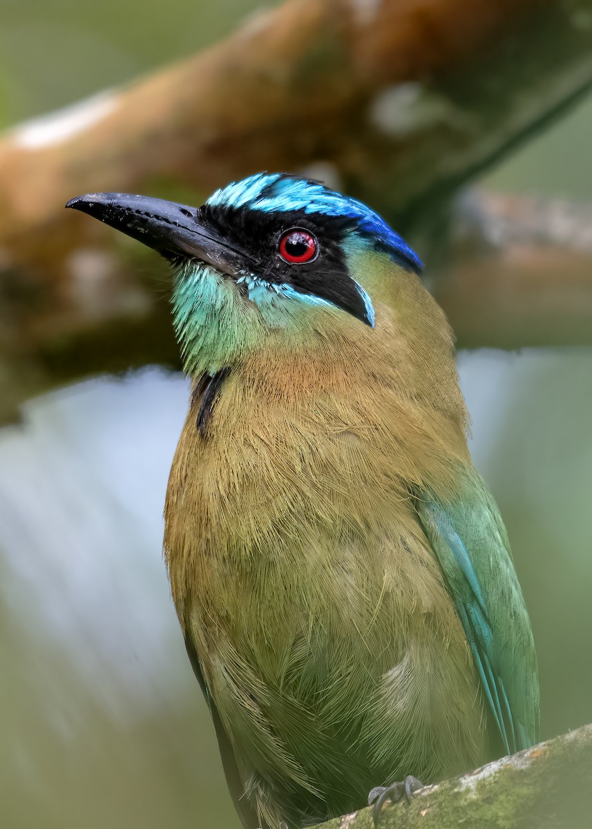 Lesson's Motmot - ML641830818