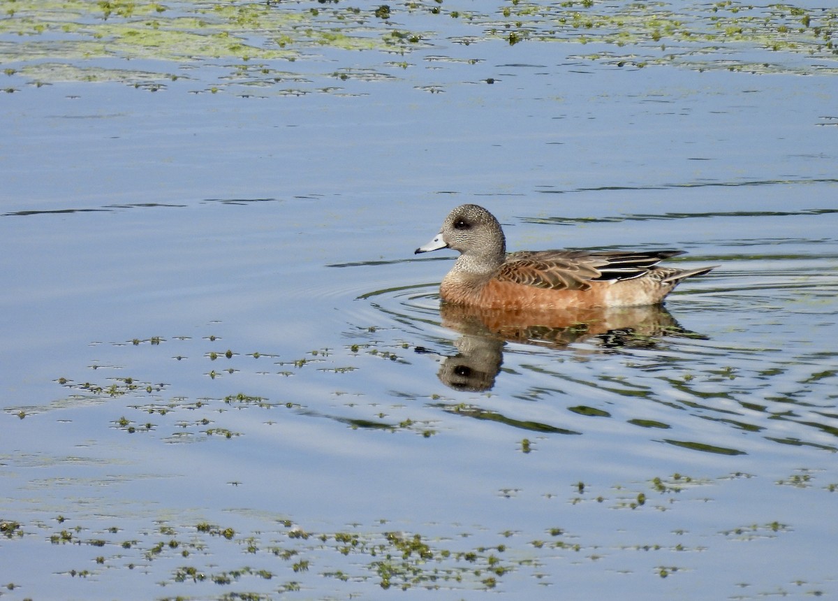 Canard d'Amérique - ML641830823