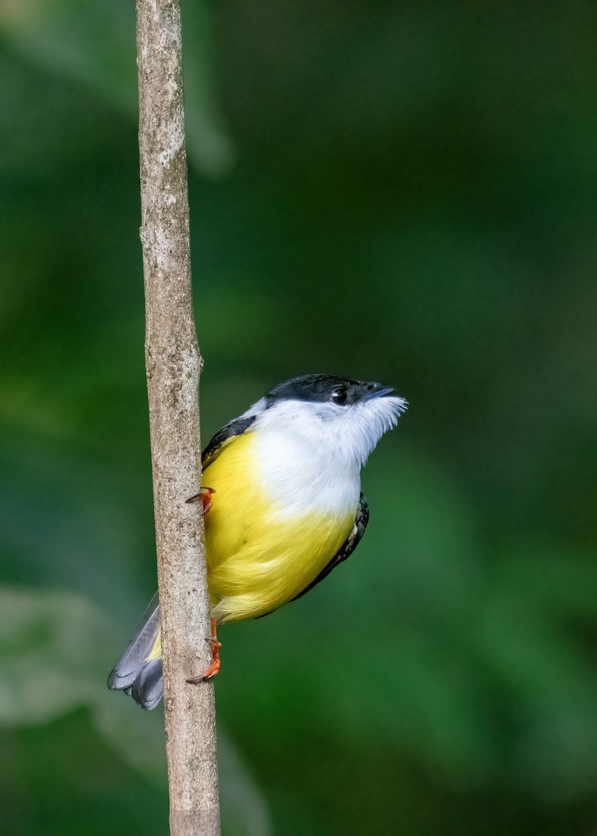 White-collared Manakin - ML641830826