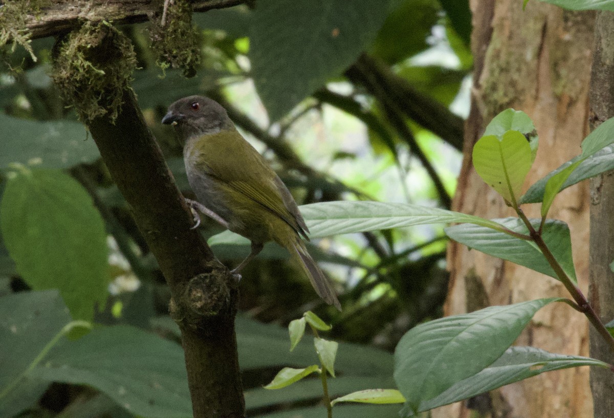 Dusky Chlorospingus - ML641830833