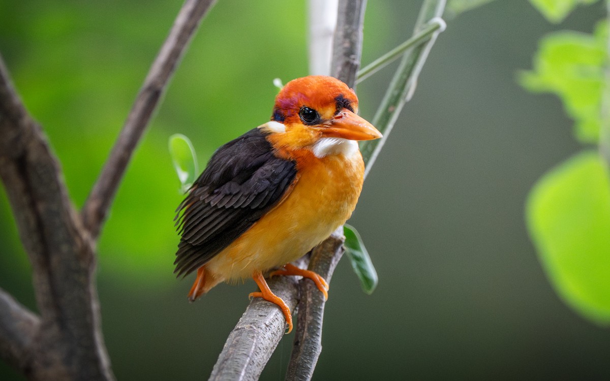 ledňáček džunglový - ML641830834