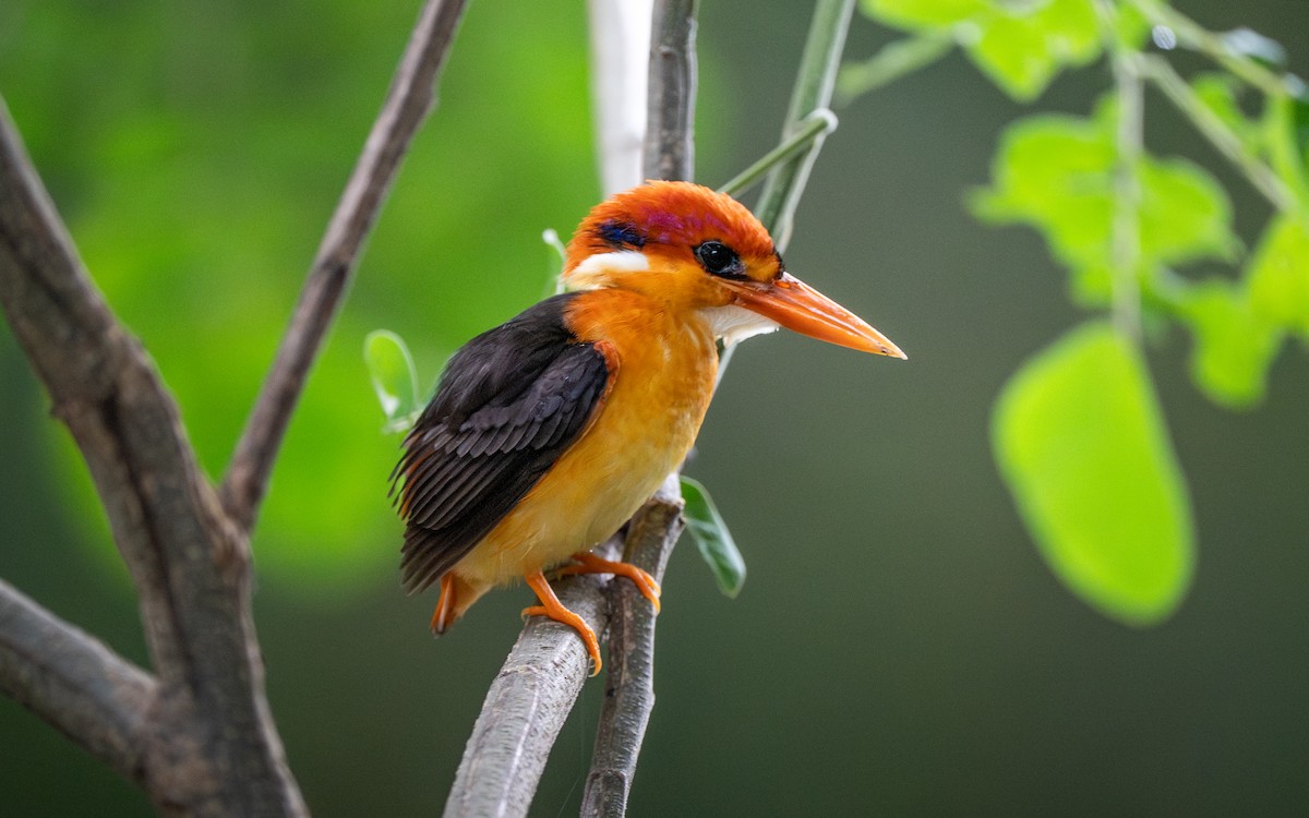 ledňáček džunglový - ML641830835