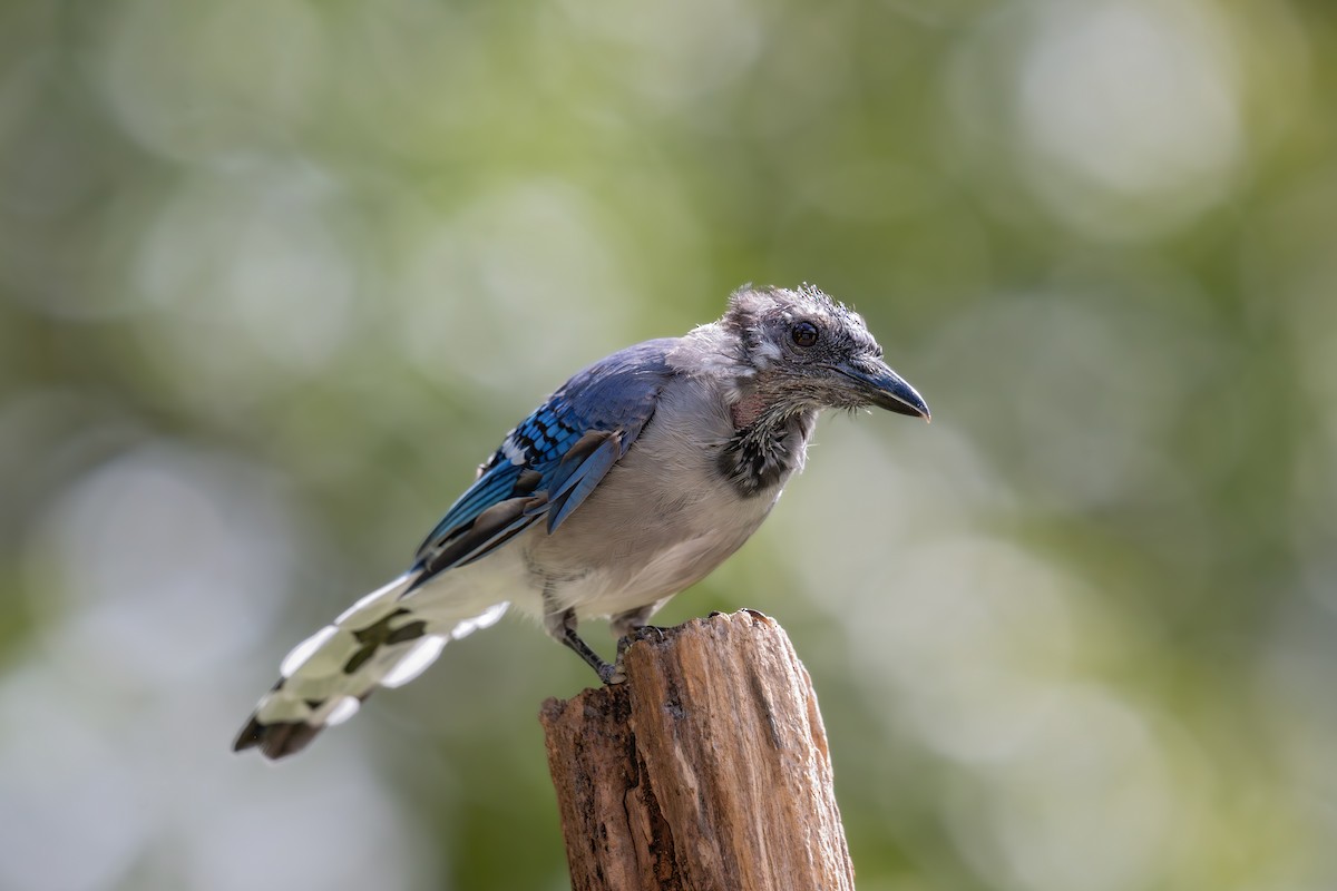 Blue Jay - ML641830850