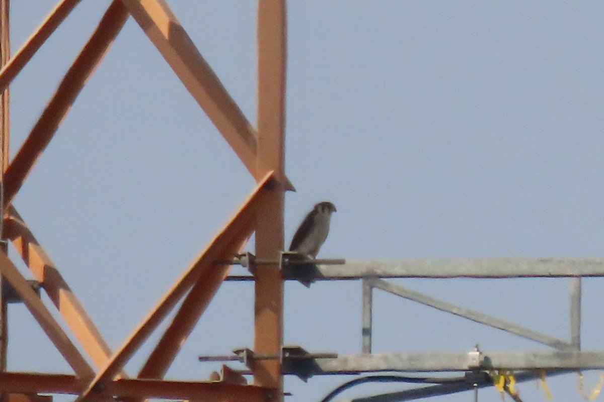 American Kestrel - ML641830867