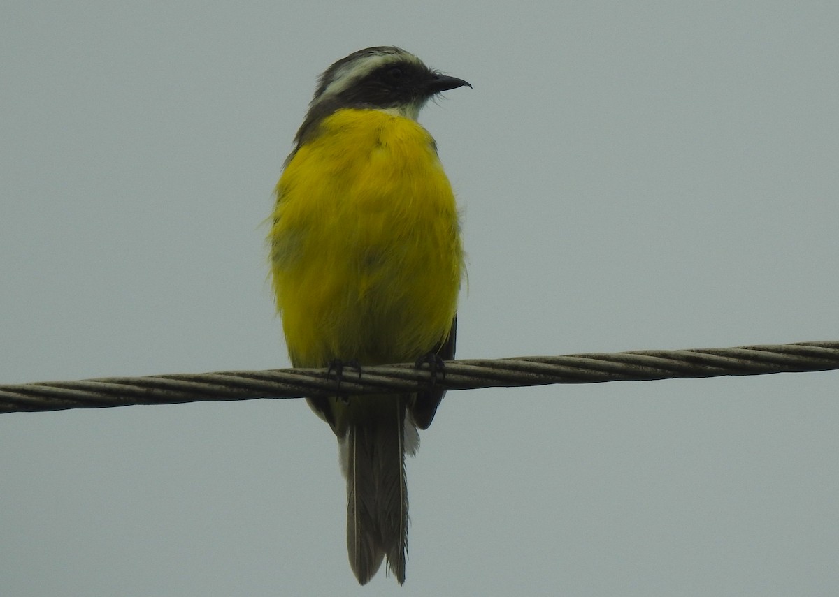 Social Flycatcher - ML641830868