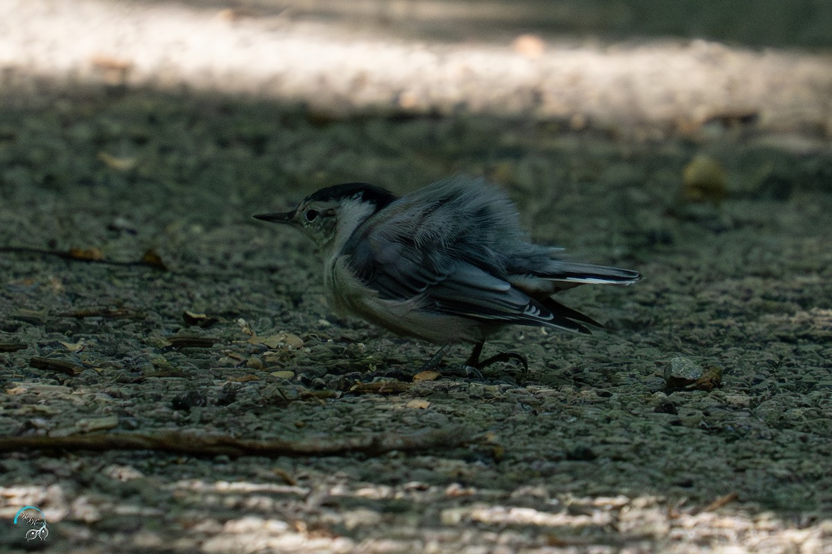 White-breasted Nuthatch - ML641830887