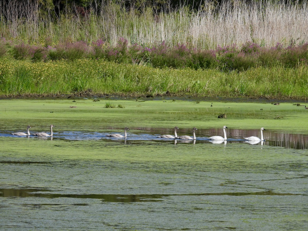 Trumpeter Swan - ML641830889