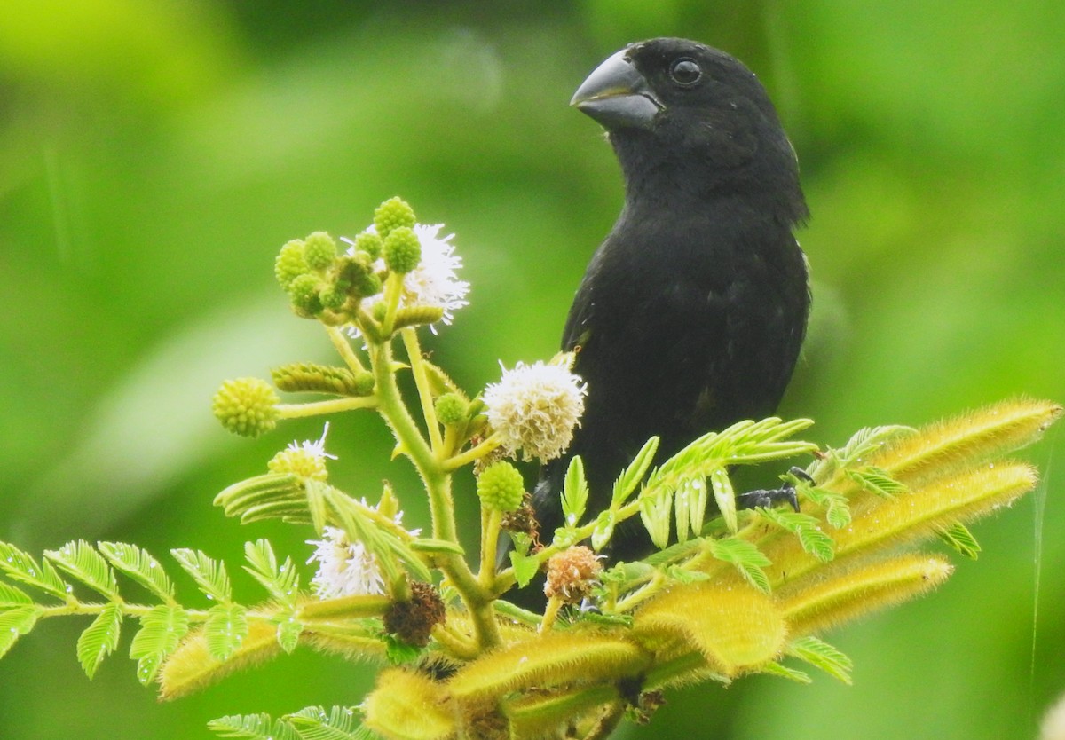Thick-billed Seed-Finch - ML641830893