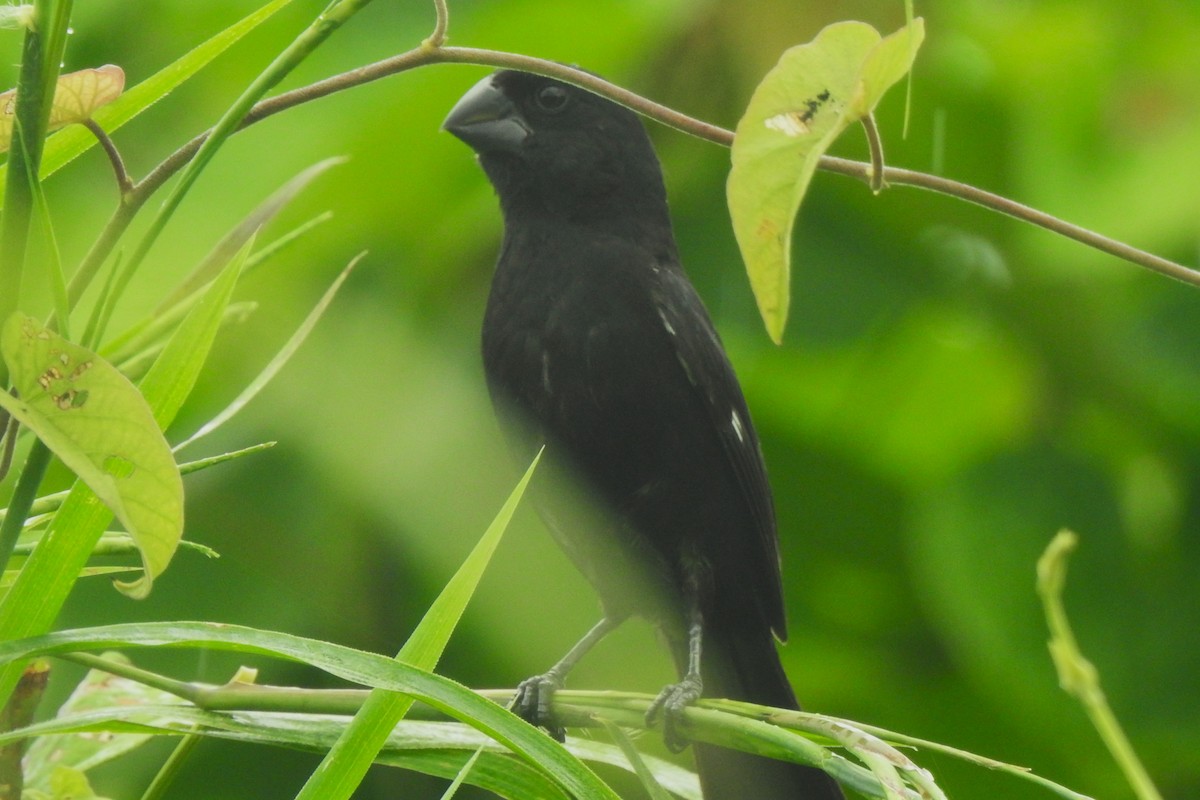 Thick-billed Seed-Finch - ML641830894