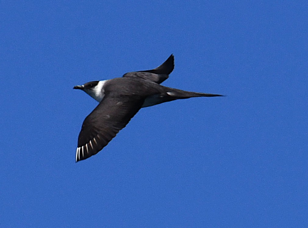 Parasitic Jaeger - ML641830895