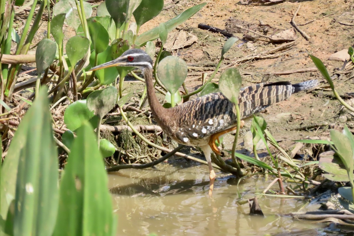 Sunbittern - ML641830900