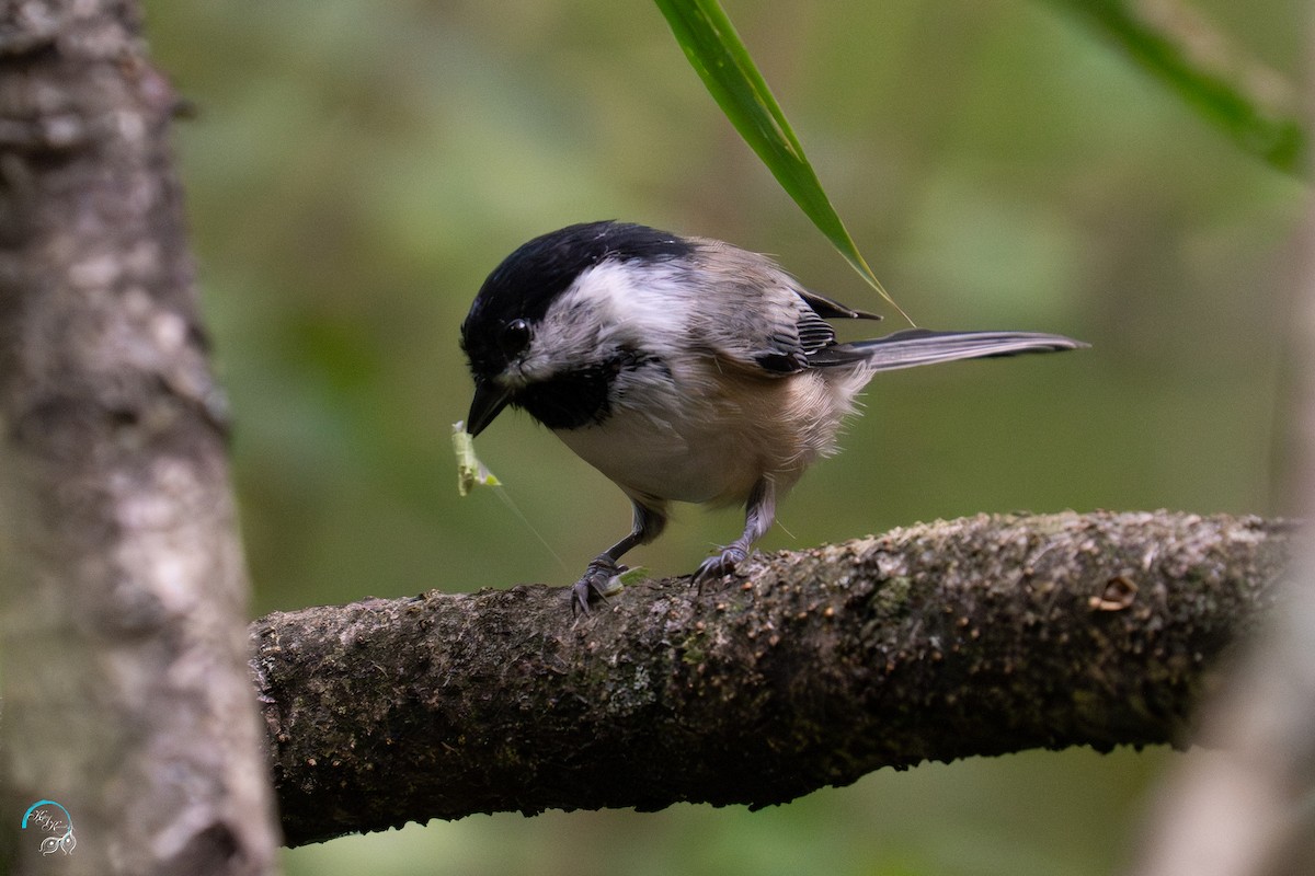 Black-capped Chickadee - ML641830901