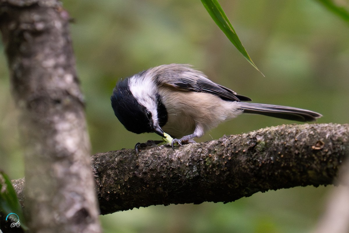 Black-capped Chickadee - ML641830902
