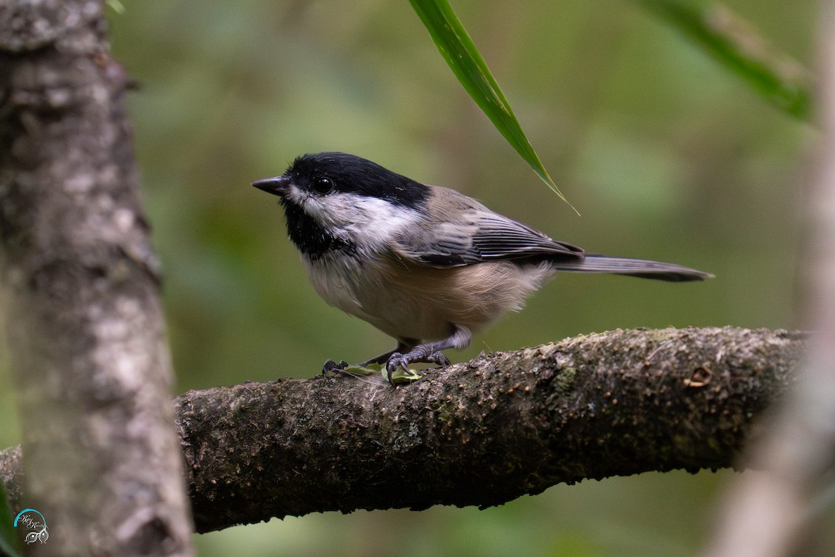 Black-capped Chickadee - ML641830903