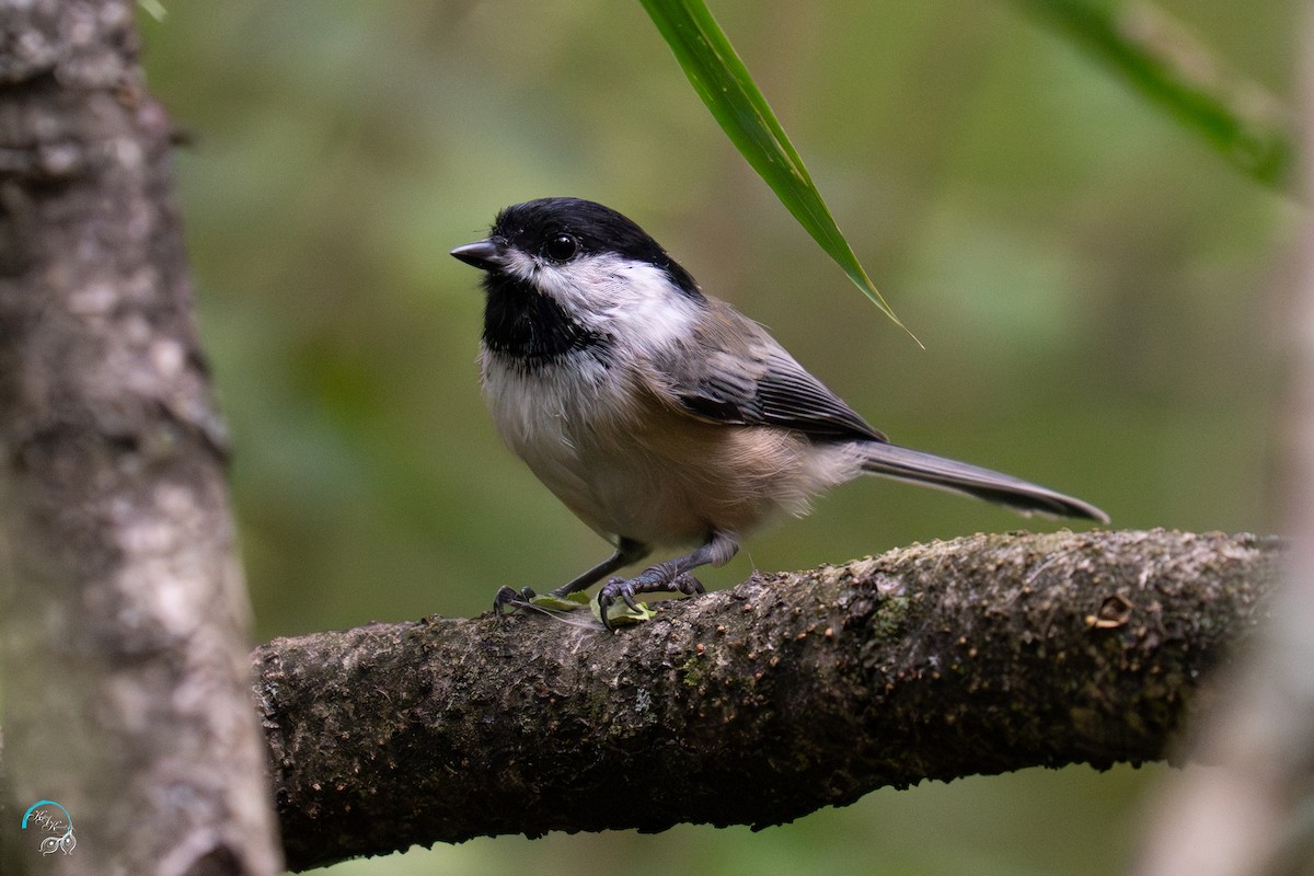 Black-capped Chickadee - ML641830904