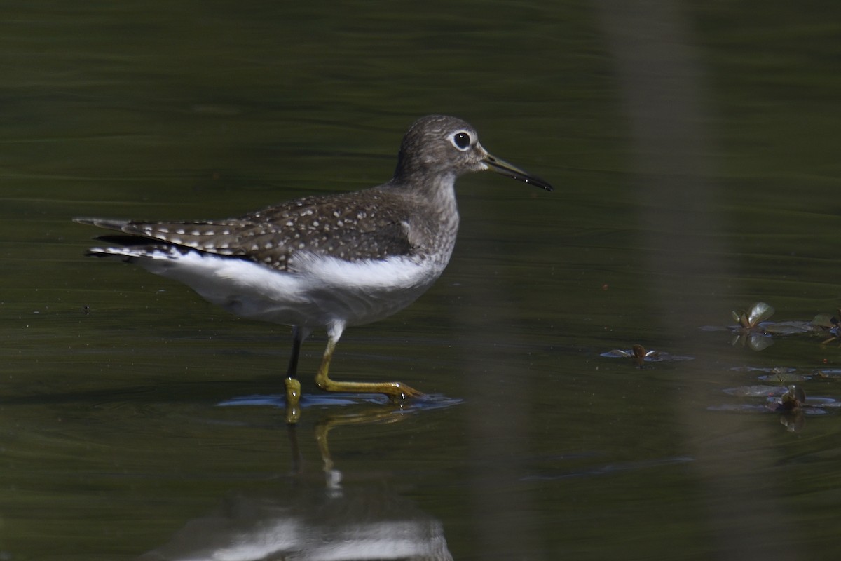 eremittsnipe - ML641830906